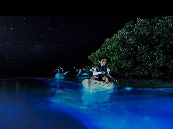 Kayaking and Viewing Bioluminescence