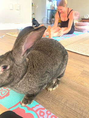 Bunny Love during Bunny Yoga session
