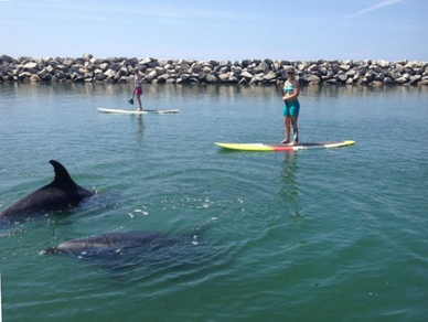 Dolphins playing with paddleboarders in Orlando tour guide