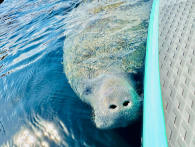 Curious manatee checking out a paddle board