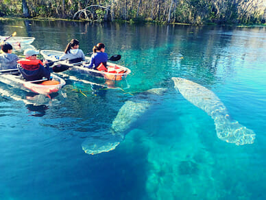 Clear kayaking with manatees