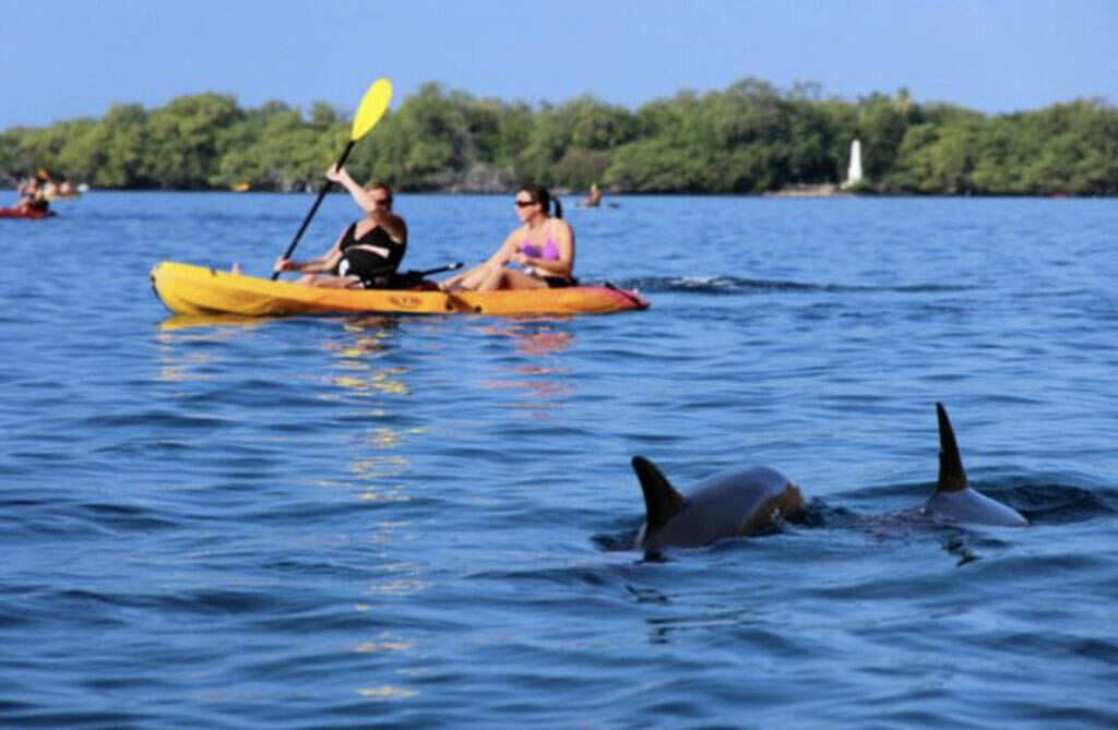 Dolphin Kayak Tour Florida