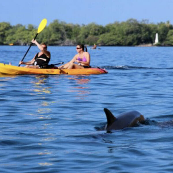Dolphin Kayak Tour Florida