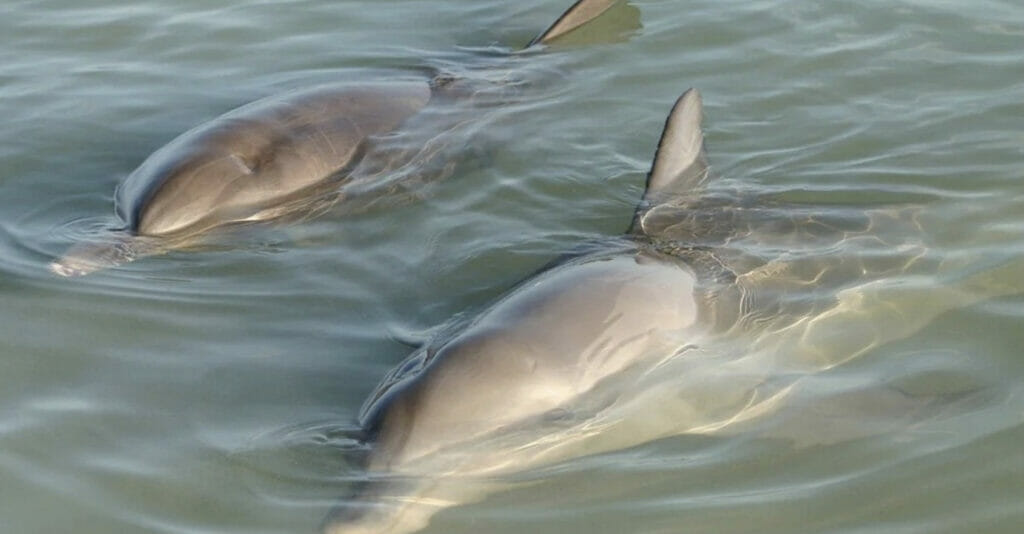 Dolphin Clear Kayak Tour Florida