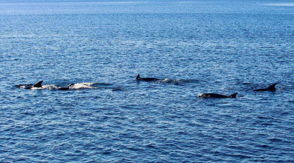 Dolphin Sighting Cocoa Beach Epic Paddle Adventure