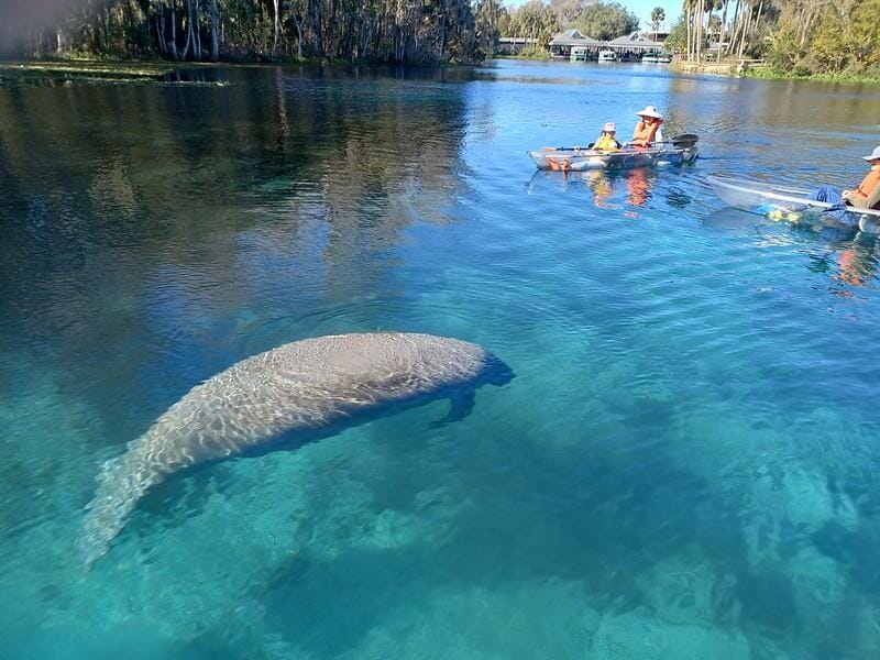 Manatee on clear kayak tour epic adventure paddle