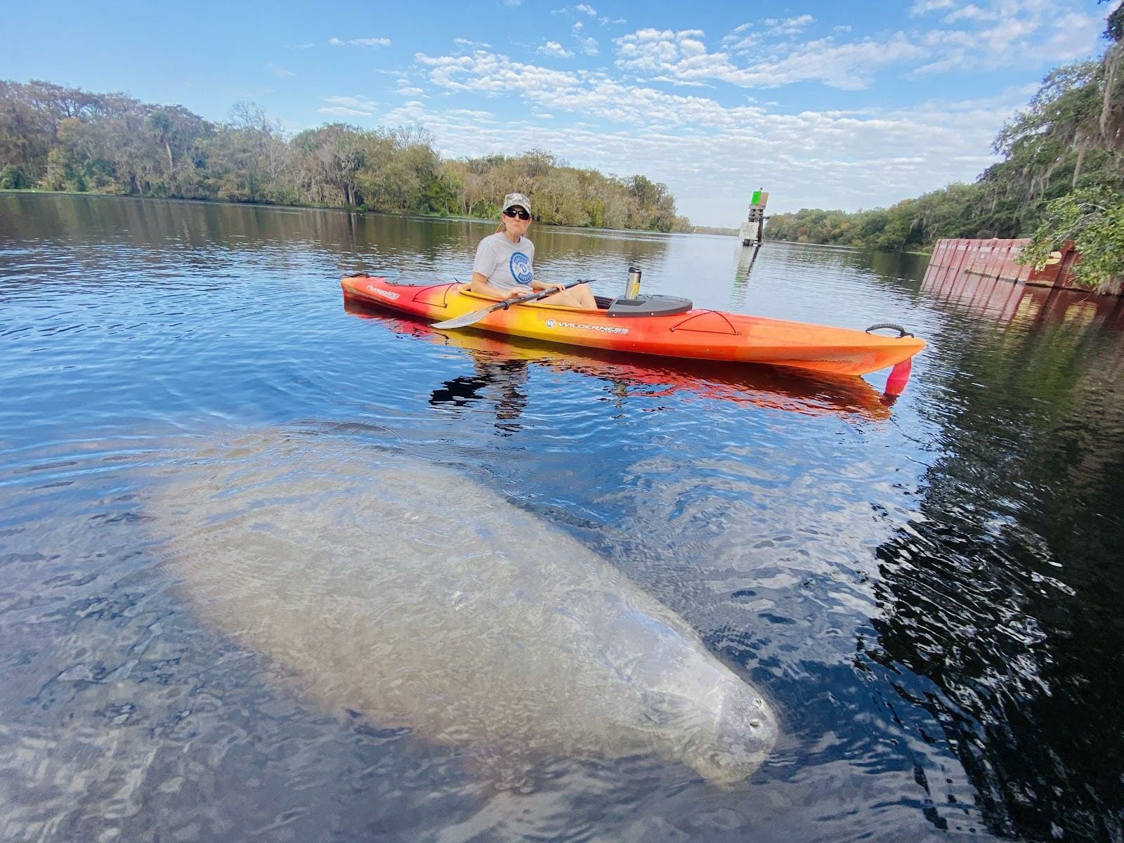 Read more about the article Central Florida’s Fall Paddle Adventures: Dolphin and Manatee Encounters