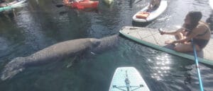 Epic Paddle Adventures: Kayaking with Manatees in Orlando