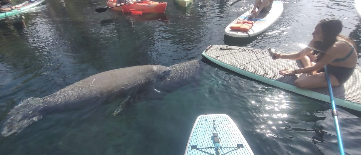 Read more about the article Epic Paddle Adventures: Kayaking with Manatees in Orlando