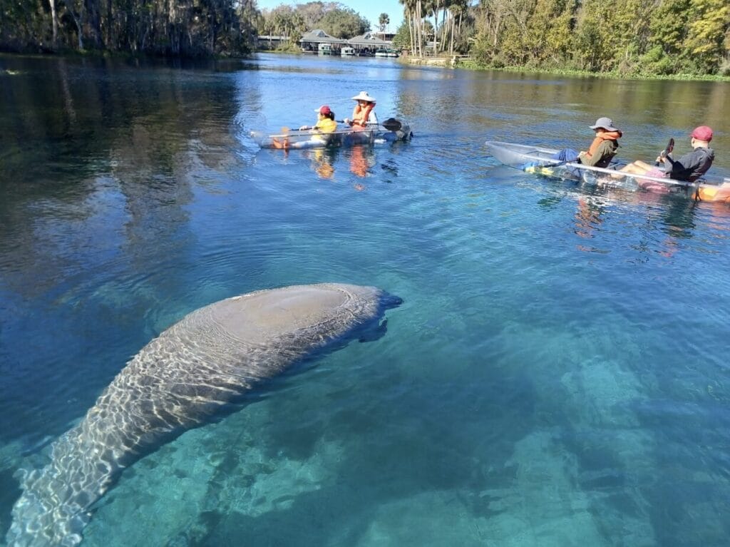 Big Manatee Wildlife Clear Water Florida Springs Kayak Clear Paddleboard Family Fun Tour