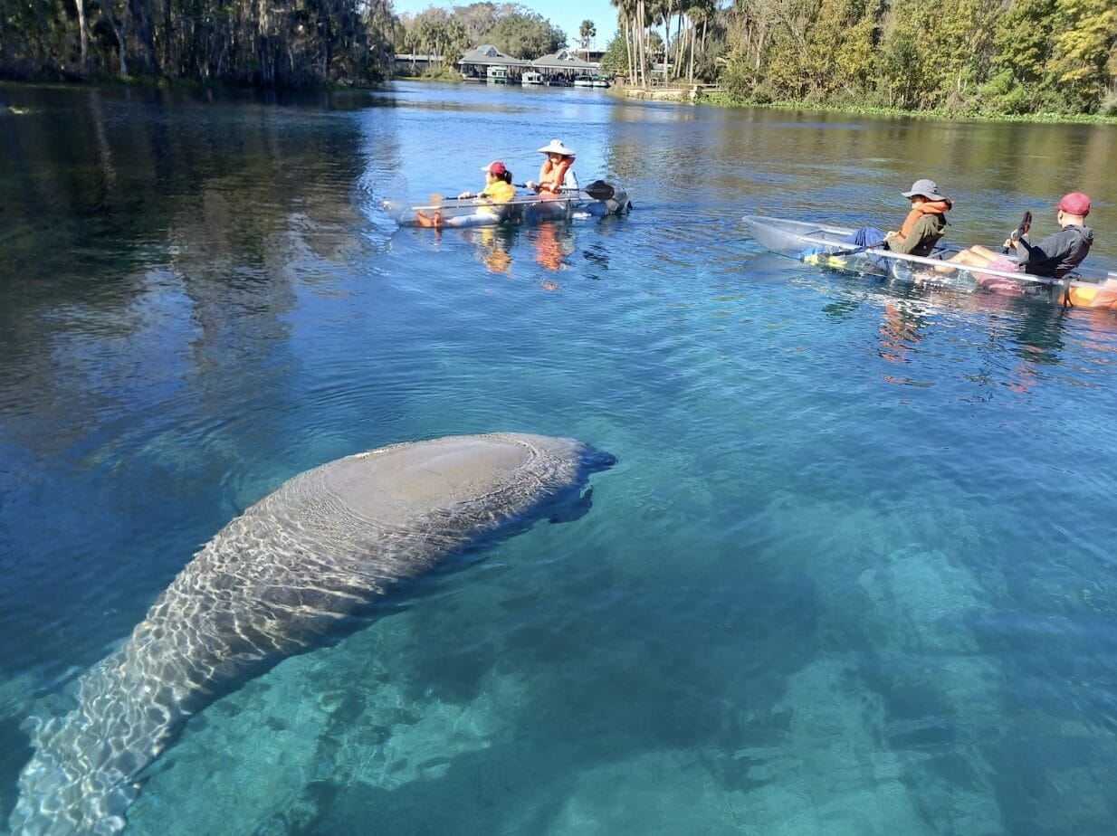 Read more about the article Epic Paddle Adventures: Kayaking with Manatees in Orlando