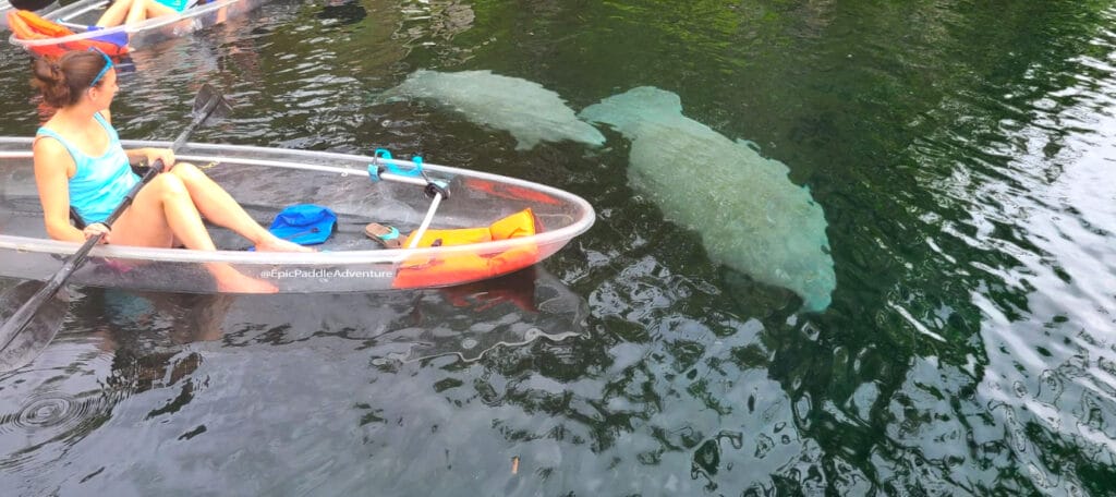 Paddle-board-with-manatees-mother-and-baby-florida-springs-rental-tour-Epic-paddle-adventure