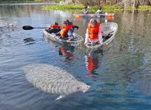 Discover the Magic of Clear Kayaking with Manatees in Orlando with Epic Paddle Adventures