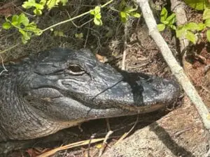 Clear kayak see through paddle adventure silver springs tour guide family fun experience gator alligator